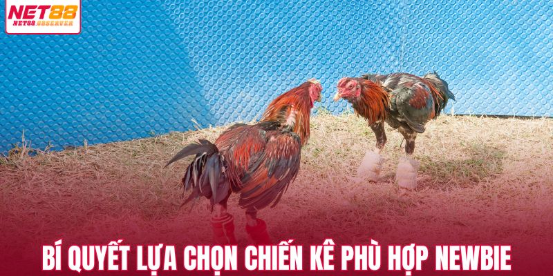 Bí quyết lựa chọn chiến kê phù hợp cho người mới