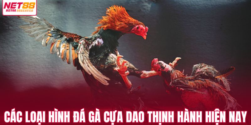 Các loại hình đá gà cựa dao thịnh hành hiện nay