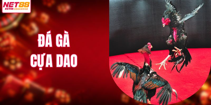 Đá gà cựa dao