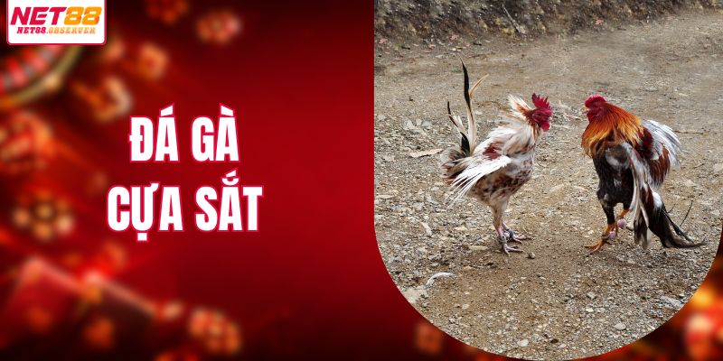 Đá gà cựa sắt