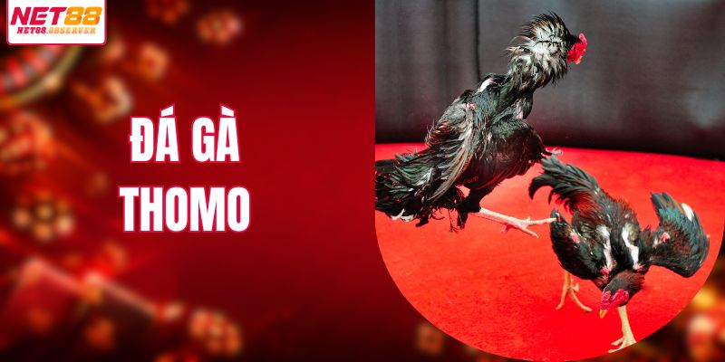 Đá gà Thomo