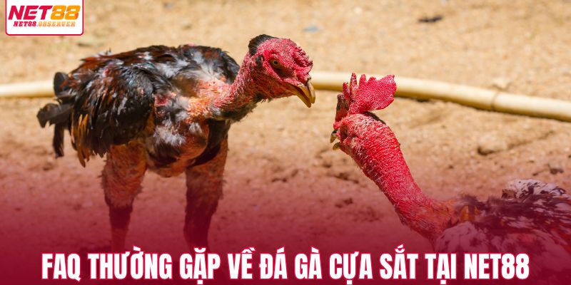 FAQ thường gặp về đá gà cựa sắt tại NET88