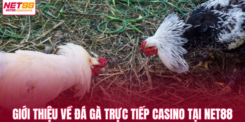 Giới thiệu đôi nét về đá gà trực tiếp casino tại NET88