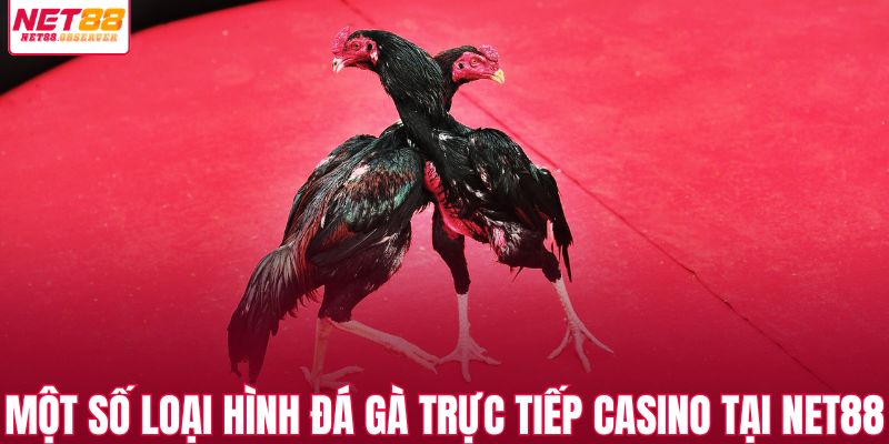 Một số loại hình đá gà trực tiếp casino tại NET88