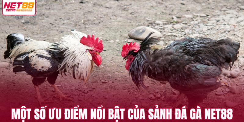 Một số ưu điểm nổi bật của sảnh đá gà NET88