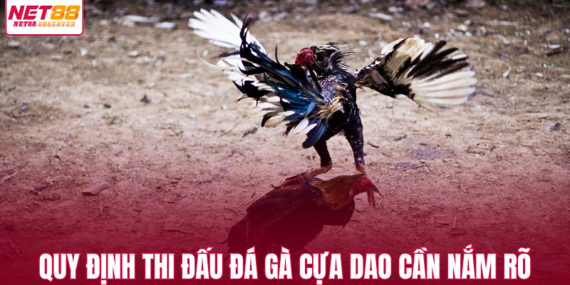 Những quy định thi đấu đá gà cựa dao cần nắm rõ