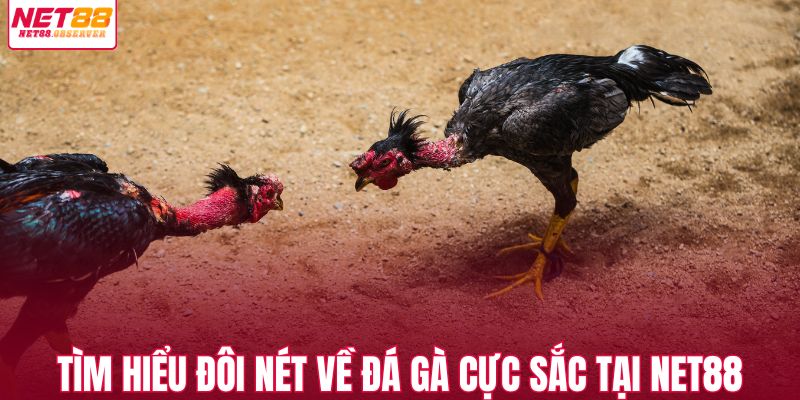 Tìm hiểu đôi nét về đá gà cực sắc tại NET88