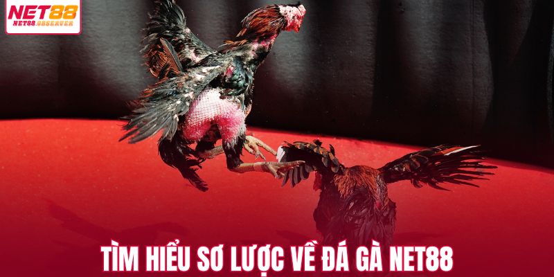 Tìm hiểu sơ lược về đá gà NET88