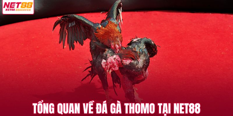 Tổng quan về đá gà thomo tại NET88
