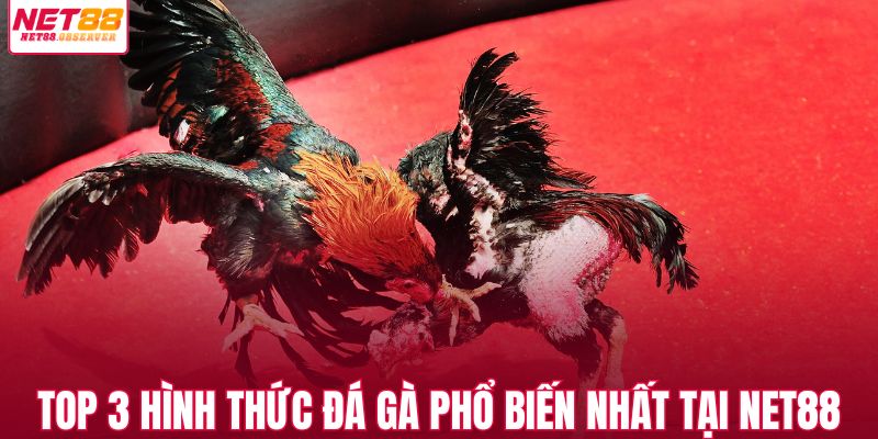 Top 3 hình thức đá gà phổ biến nhất tại NET88